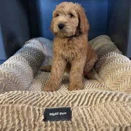 Golden Retriever, Goldendoodle, and Sheepadoodle Puppies from Farmstead 51