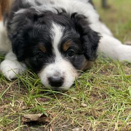 Australian Shepherd Puppies from Wild Atlantic  Aussies