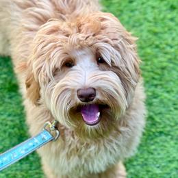 Brez - Australian Labradoodle