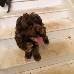 Odin - Brown and white male Cocker Spaniel puppy in Hickory, North Carolina from Home Grown Cocker Spaniels