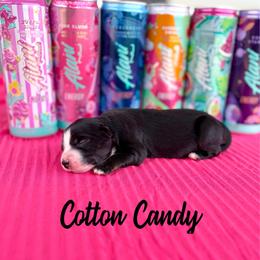 Cotton Candy - Black tri-color female Australian Shepherd puppy in Jena, Louisiana from Diamond 5 Aussies