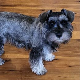 Miniature Schnauzer Puppies from Krystle's Miniature Schnauzers