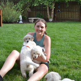 Golden Retriever Puppies from Starbrite Golden Retrievers