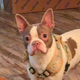 Chloe - Boston Terrier
