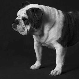 Bulldogs from House Isabela