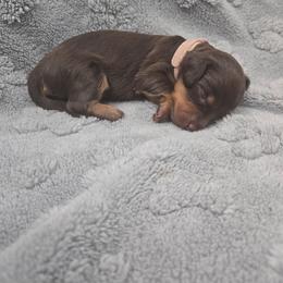 Pink - Chocolate and tan female Dachshund puppy in Mulberry, Florida from J's Mini Dachshunds