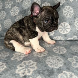 Boy 1 - Brindle and white French Bulldog puppy in The Dalles, Oregon from RC French Bulldogs