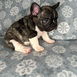 Boy 1 - Brindle and white French Bulldog puppy in The Dalles, Oregon from RC French Bulldogs