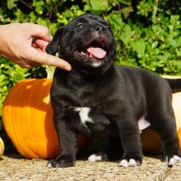 American Bully Puppies from Manuia Kennels