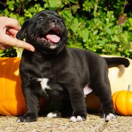 American Bully Puppies from Manuia Kennels