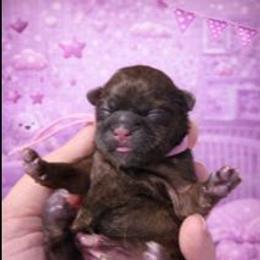 Red girl - Red female Shih Tzu puppy in Shinnston, West Virginia from Melissa's World of Shih Tzus