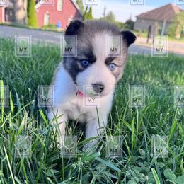 Halo - Red and white female Pomsky puppy in Mount Washington, Kentucky from My Perfect Pomsky Pet