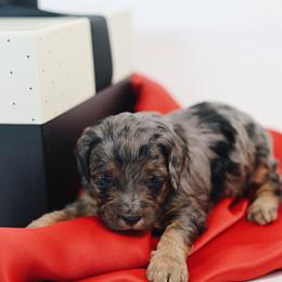 Elvis - Merle male Goldendoodle puppy in Pleasant Grove, Utah from Canterbury Canines