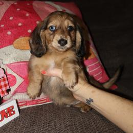 Boy 2 - Wild boar male Dachshund puppy in Stilwell, Oklahoma from Bidding Creek Dachshunds