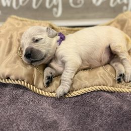 Purple - Light golden female Golden Retriever puppy in Salt Lake City, Utah from Soaring golden retrievers