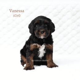 Vanessa - Black female Australian Labradoodle puppy in Hurricane, Utah from Red Desert Doodles