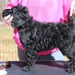 Boy 1 - Poodle puppy in Howard County, Maryland from Sarsel Poodles