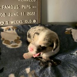 American Corgi Puppies from Mac-Kuz Kennels