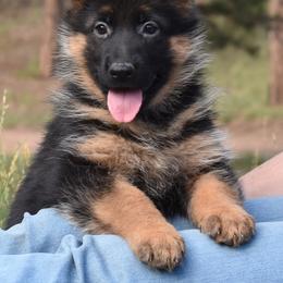 Black Pink White - Black and red female German Shepherd puppy in Florissant, Colorado from Vom Dortmunder German Shepherds
