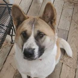 Akita from Jacqueline's  Akitas