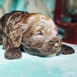 Rain - Brown and white female Cockapoo puppy in Indiahoma, Oklahoma from Phamily Doodles