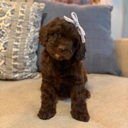 Salty - Chocolate female Cavapoo puppy in Colcord, Oklahoma from Copper Lane Aussies, Doodles & Cavapoos