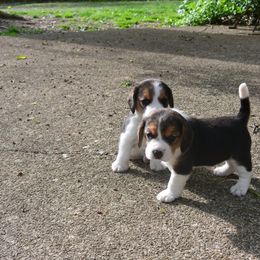 Beagle Puppies from Copper Sky Beagles