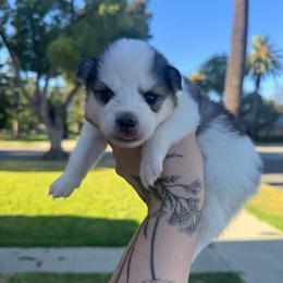 Dot - Gray and white female Pomsky puppy in La Verne, California from Red Cedar Pomskies