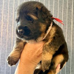 Male 1 (Red ribbon) - Black and red male German Shepherd puppy in Purcellville, Virginia from Starry Night German Shepherd Dogs