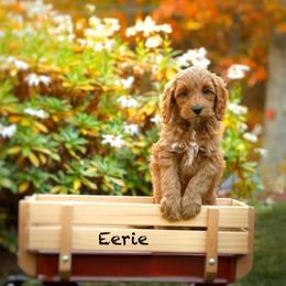 Eerie - Red  male Goldendoodle puppy in Mendon, Massachusetts from Comfort & Cuddle Co