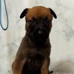 Prancer - Tan male Working Dog Cross puppy in Clarksville, Tennessee from Vuurhart Herders