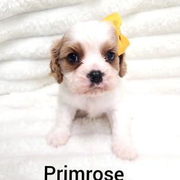 Primrose - Blenheim female Cavalier King Charles Spaniel puppy in Wilburton, Oklahoma from My Kids Kennel