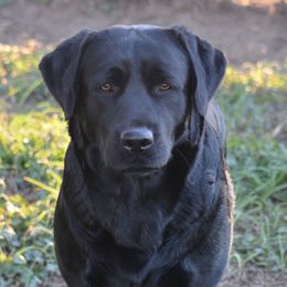 Pearl - Labrador Retriever
