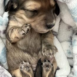 Holly - Cream female Dachshund puppy in Wisconsin from Lake Country Dachshunds