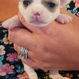 Pippy - Merle female Chihuahua puppy in Amity, Pennsylvania from Baxters Chihuahuas