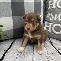 Miniature Australian Shepherd Puppies from B my Sunshines Mini Aussies