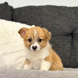 AKC Male - Red male Pembroke Welsh Corgi puppy in Moreno Valley, California from Corgi Dobie Co.