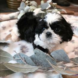 Dandelion( Dande) - Black and white male Shih Tzu puppy in North Carolina from WillowCreek Mountain View Shih Tzu
