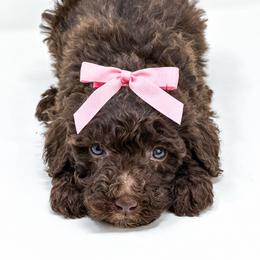 Loon - Chocolate female Labradoodle puppy in Davison, Michigan from Dreaming Doodles