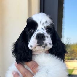 Toby Jr - Black and white male Cocker Spaniel puppy in Bonsall, California from CuttinBlue Farms