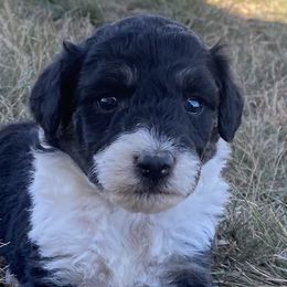 Girl 4 - Aussiedoodle puppy in Clyde, Texas from W7 Doodles