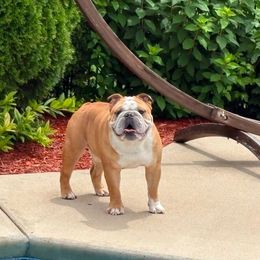Bulldog puppies from Tennessee Finest Bulldogs
