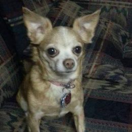 Chihuahuas from Tenderhearted Kennels