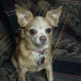 Chihuahuas from Tenderhearted Kennels
