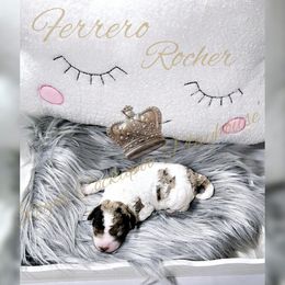 Cockapoo Puppies from Royal Cockapoo Playhouse