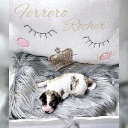 Cockapoo Puppies from Royal Cockapoo Playhouse