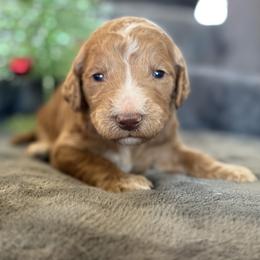 Jack - Red  male Goldendoodle puppy in Maricopa, Arizona from AZ Designer Goldendoodles