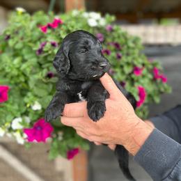 F1 Goldendoodle White collar - Parti female Goldendoodle puppy in Rainier, Washington from Hanson’s NW Goldens & Doodles