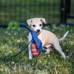 Whippet Puppies from Winstar Whippets