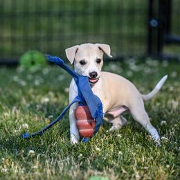 Whippet Puppies from Winstar Whippets